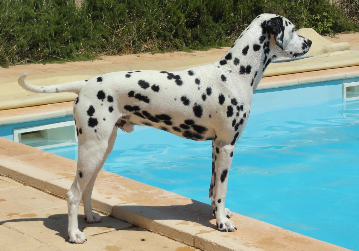 Diago Pool Diago Pool