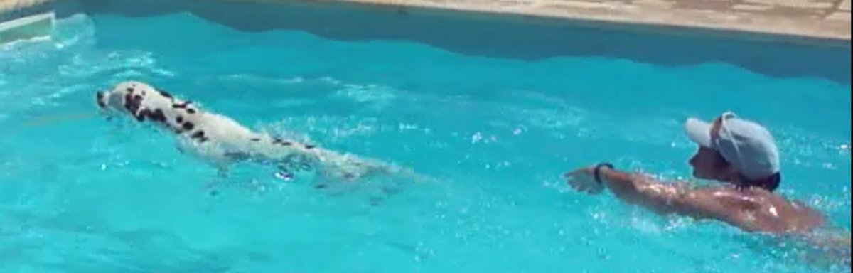 Diago schwimmen Diago schwimmen